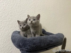 BKH-Katzen abzugeben