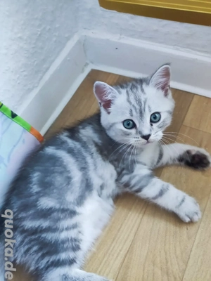 Kätzchen (Mädchen), BKH, sucht liebevolle Besitzer.