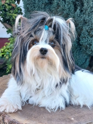 Biewer Yorkshire Terrier Deckrüde  Bild 3