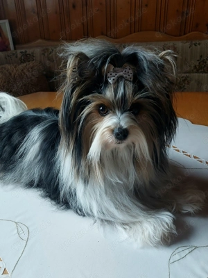 Biewer Yorkshire Terrier Deckrüde  Bild 4