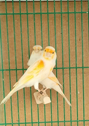 Kanarien. Kanarienvogel. 