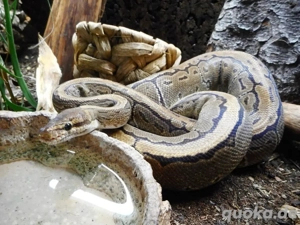 Königspython 0.1 Pinstripe pos het Sunset 