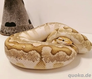 Königspython 1.0 Bamboo Enchi Pastel 