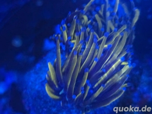 Meerwasser Korallen Euphyllia 24k