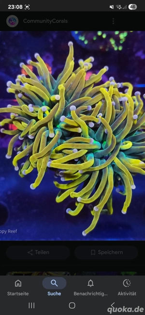 Meerwasser Korallen Euphyllia Holy grail Rapunzel 