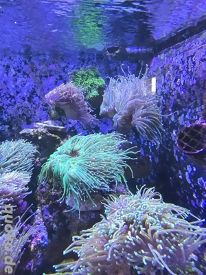 Meerwasser Korallen torch 