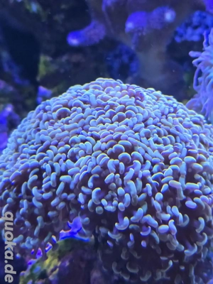 Meerwasser Korallen Golden Nugget Gold