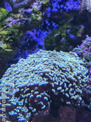 Meerwasser Korallen Golden Nugget Gelb 