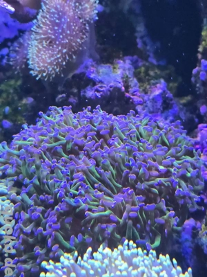 Euphyllia Meerwasser Korallen 