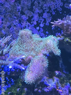 Meerwasser Korallen weichkorallen 