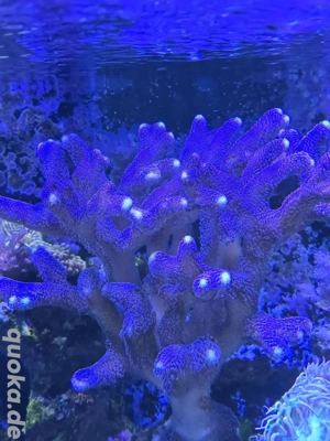 Meerwasser Korallen sps Milka 