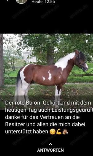 Fahrpony Lewitzer Orginal