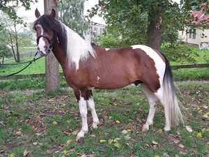 Fahrpony Lewitzer Orginal Bild 2