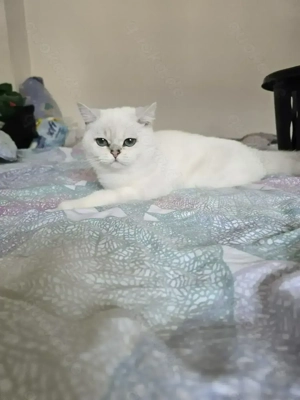 Britisch kurzhaar weis 