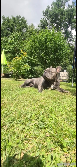Deckrüde french französiche bulldogge Blue Brindle freiatmend kurze rute 