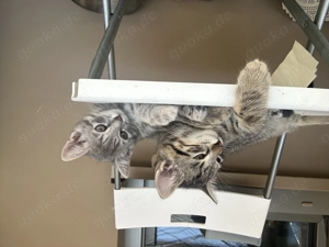 BKH & EKH Kitten Mix