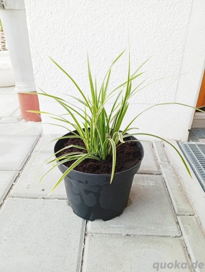 Buntblättrige Segge, winterhart