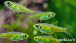 Biete 10 Smaragdbärblinge ab