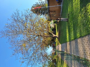 Garten mit Hilfe ohne Pacht 