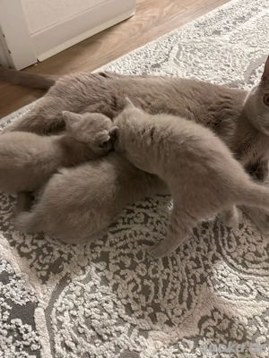 BKH Kitten grau (blue)      1 Mädchen & 2 Kater   verschmust, familienaufgezogen, abgabebereit Bild 6