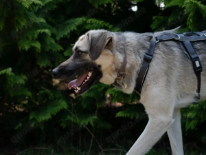 Eloy sucht seine Herzensmenschen