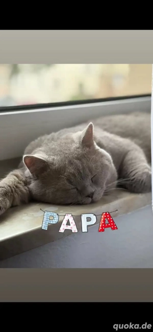 BKH Kitten grau (blue)      1 Mädchen & 2 Kater   verschmust, familienaufgezogen, abgabebereit Bild 7