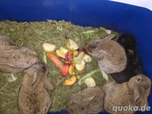 Castor Rex & Deutscher Riese Baby hasen