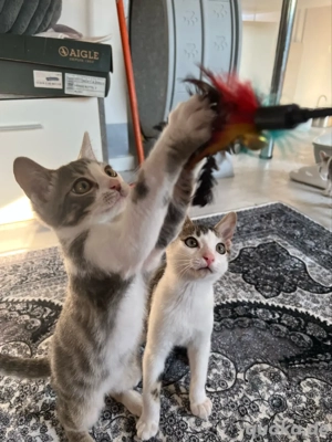 Traumhafte Bengal-Perser Katzenbaby entwurmt und geimpft 