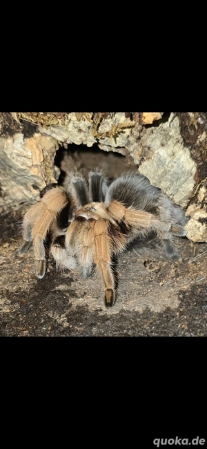 Vogelspinnen Acanthoscurria, Chilobrachy, Exo Terra Terrarium 