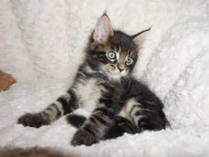 Maine Coon Kitten Kaiserslautern