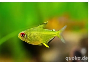 Biete 10 Zitronensalmler an