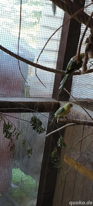 junge Singsittiche aus 2025 abzugeben 