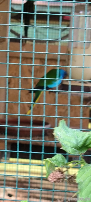 Glanzsittich Hahn von 2024 abzugeben 