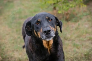 *DEGAS* Der Rüde ist ausgeglichen und ruhig, leinenführig und sozial, und er lernt gerne und schnell