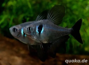 Biete Schwarze Phantomsalmler an 