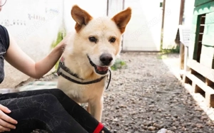 Intelligenter Michel sucht sein Für-Immer-Zuhause.