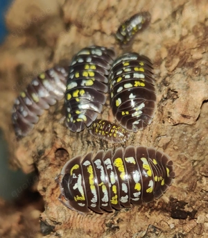 Armadillidium cf. tirolense - Asseln - Terrarium - Haustiere Bild 2