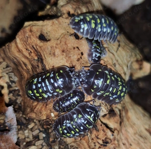 Armadillidium cf. tirolense - Asseln - Terrarium - Haustiere Bild 3