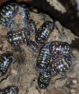 Armadillidium cf. tirolense - Asseln - Terrarium - Haustiere Bild 5