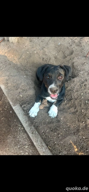 Ein Zuhause für immer 