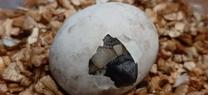 Griechische Landschildkröten  Bild 10