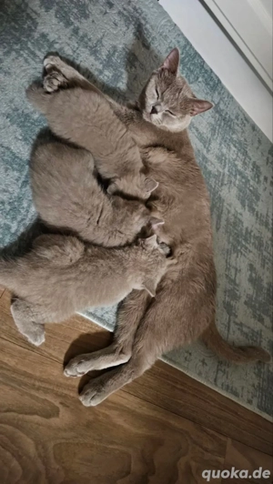 BKH Kitten grau (blue)      1 Mädchen & 2 Kater   verschmust, familienaufgezogen, abgabebereit Bild 5
