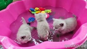 BKH Kitten grau (blue)      1 Mädchen & 2 Kater   verschmust, familienaufgezogen, abgabebereit Bild 4
