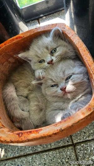 BKH Kitten grau (blue)      1 Mädchen & 2 Kater   verschmust, familienaufgezogen, abgabebereit Bild 3