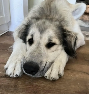 Wessen Herz kann ich erobern,welches Zuhause bewachen?