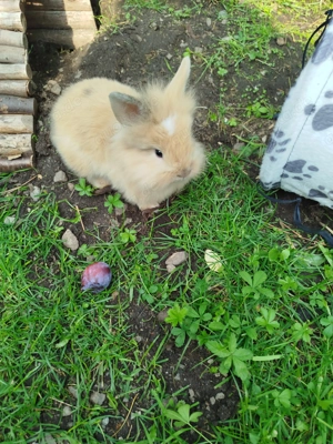 Baby Kaninchen 8 Wochen hellbraun handzahm 