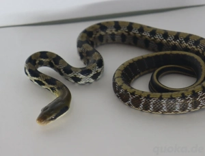 Verkaufe Taiwan Schönnatter (friesei)