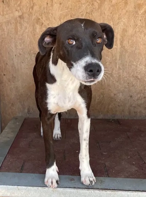 Color, z.Zt. in Ungarn, zurückhaltend, aber verspielt.