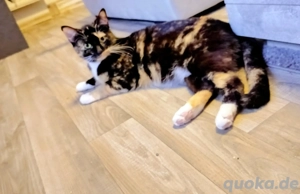 Katzendame(Gluckskatze) Lily