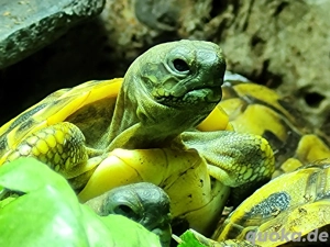 Griechische Landschildkröten Nachzuchten  